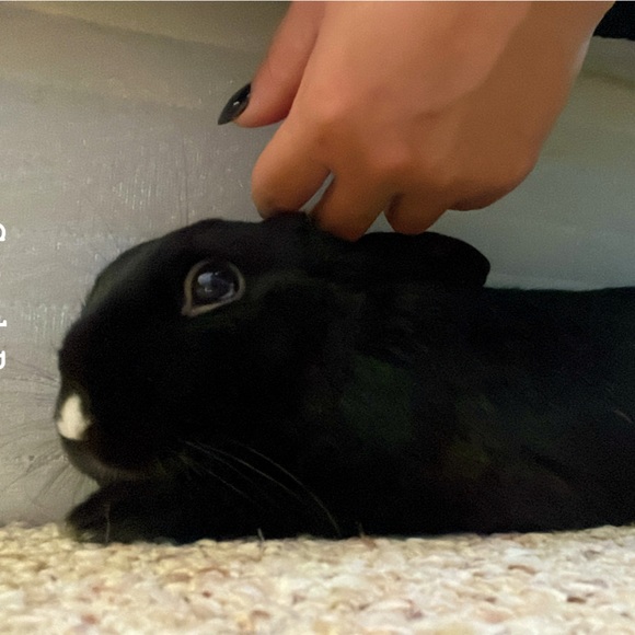 💜🩷Hi!! I’m BUNNI!!🩷💜 - Picture 3 of 9